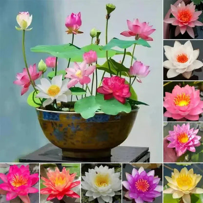 Lotus Flower Seeds Assorted color